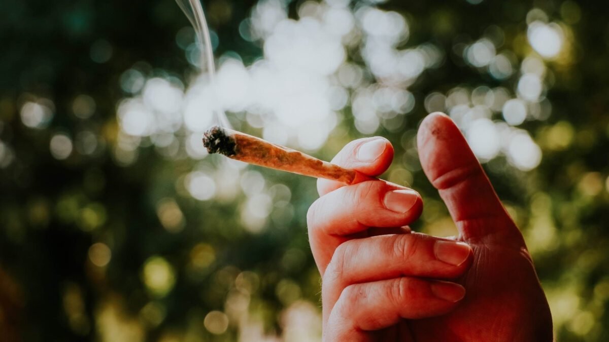 Falácias sobre a inocuidade da maconha