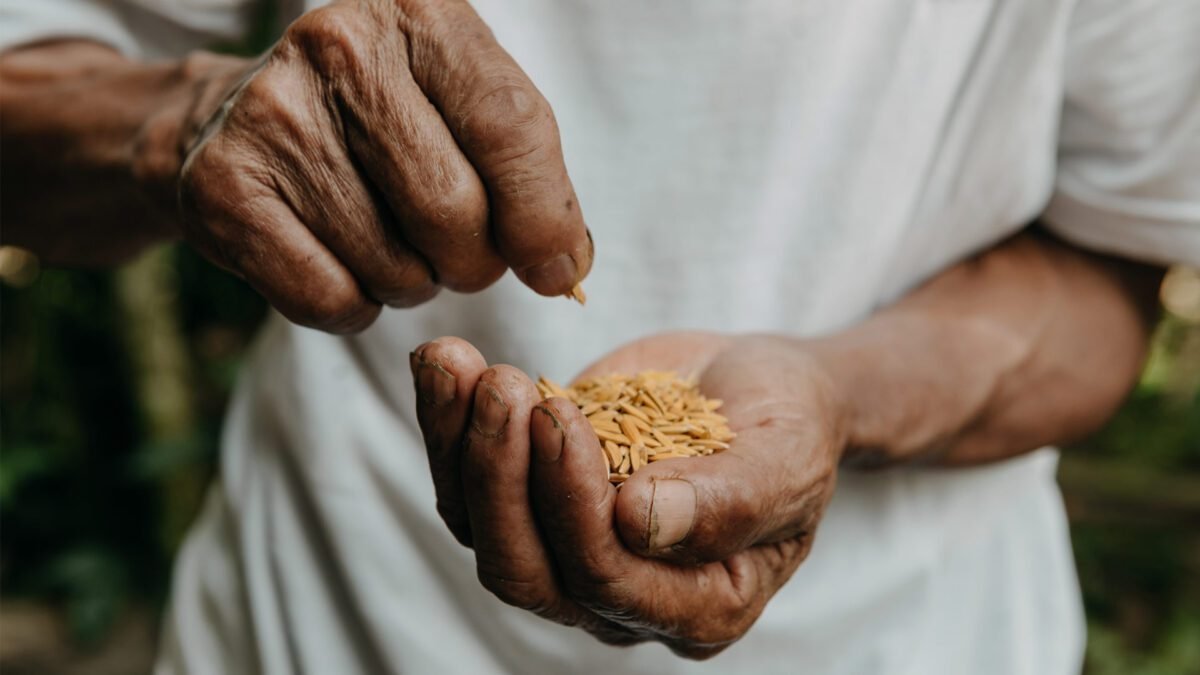 Cuba colheu apenas 11% do arroz que consome em 2024